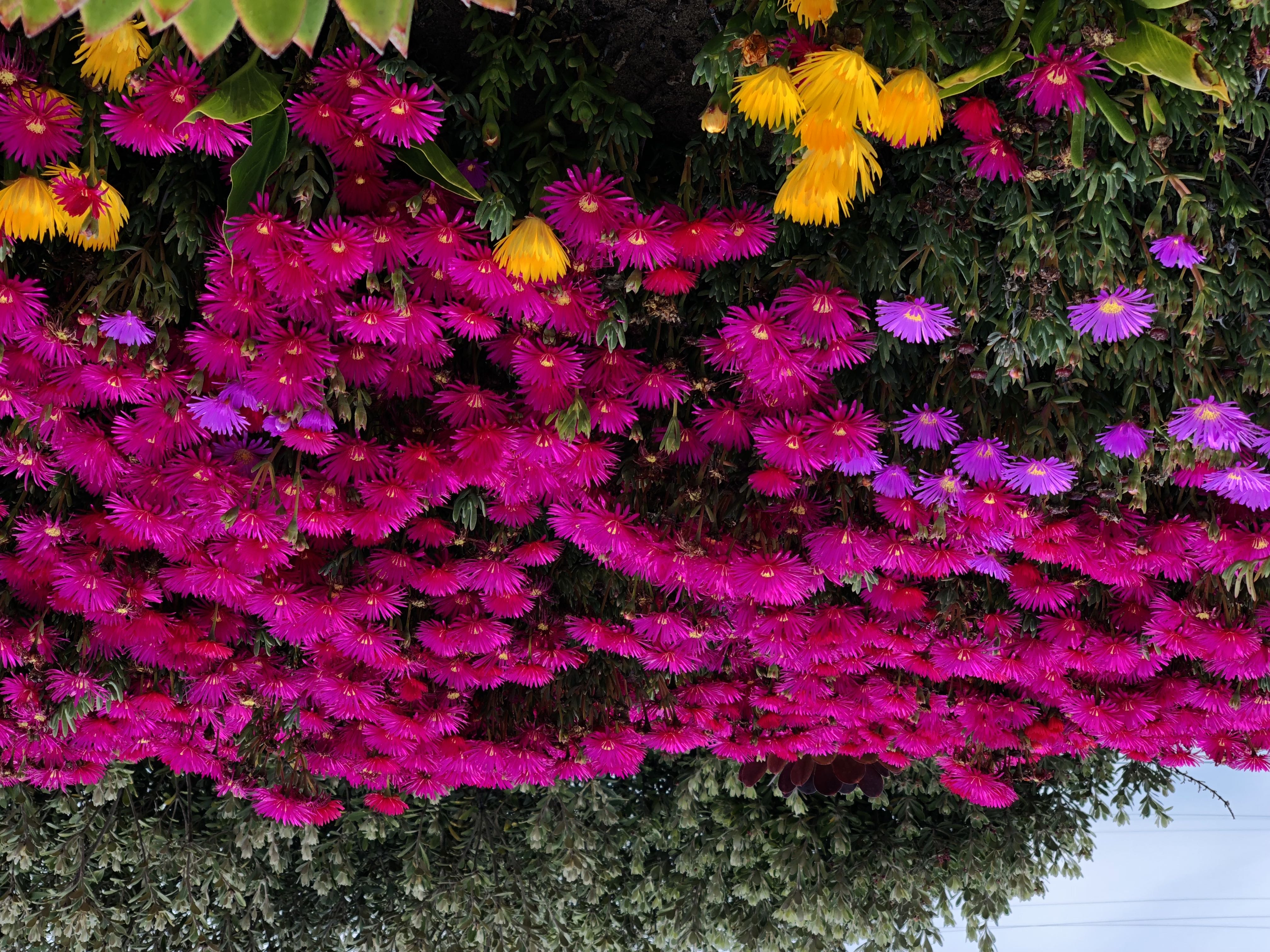 The image shows a vibrant display of colorful flowers, primarily in shades of pink, purple, and yellow, with green foliage in the background. No nutritional information is applicable.
