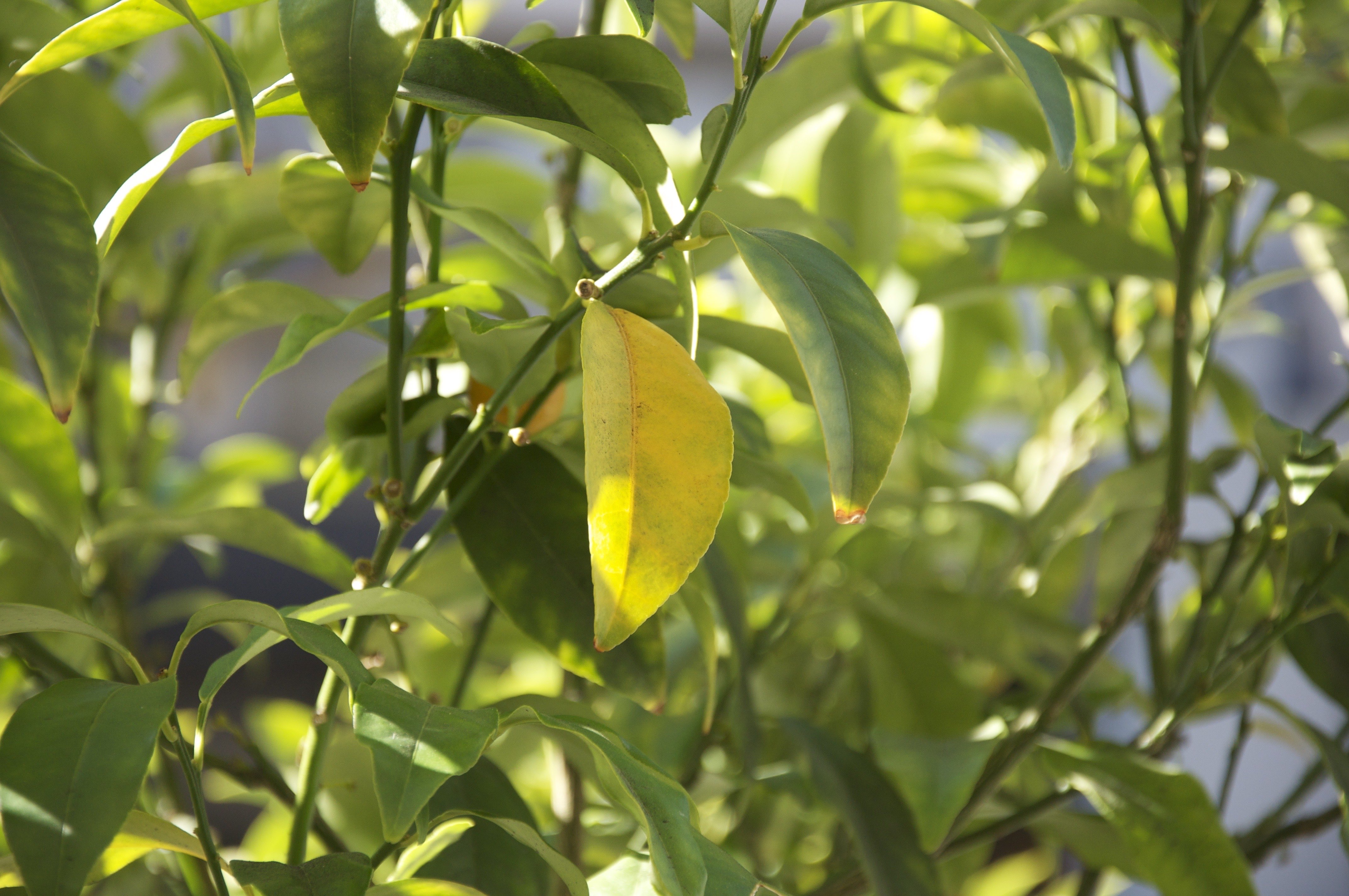 The image shows a plant with green and yellow leaves, which does not provide specific nutritional information.