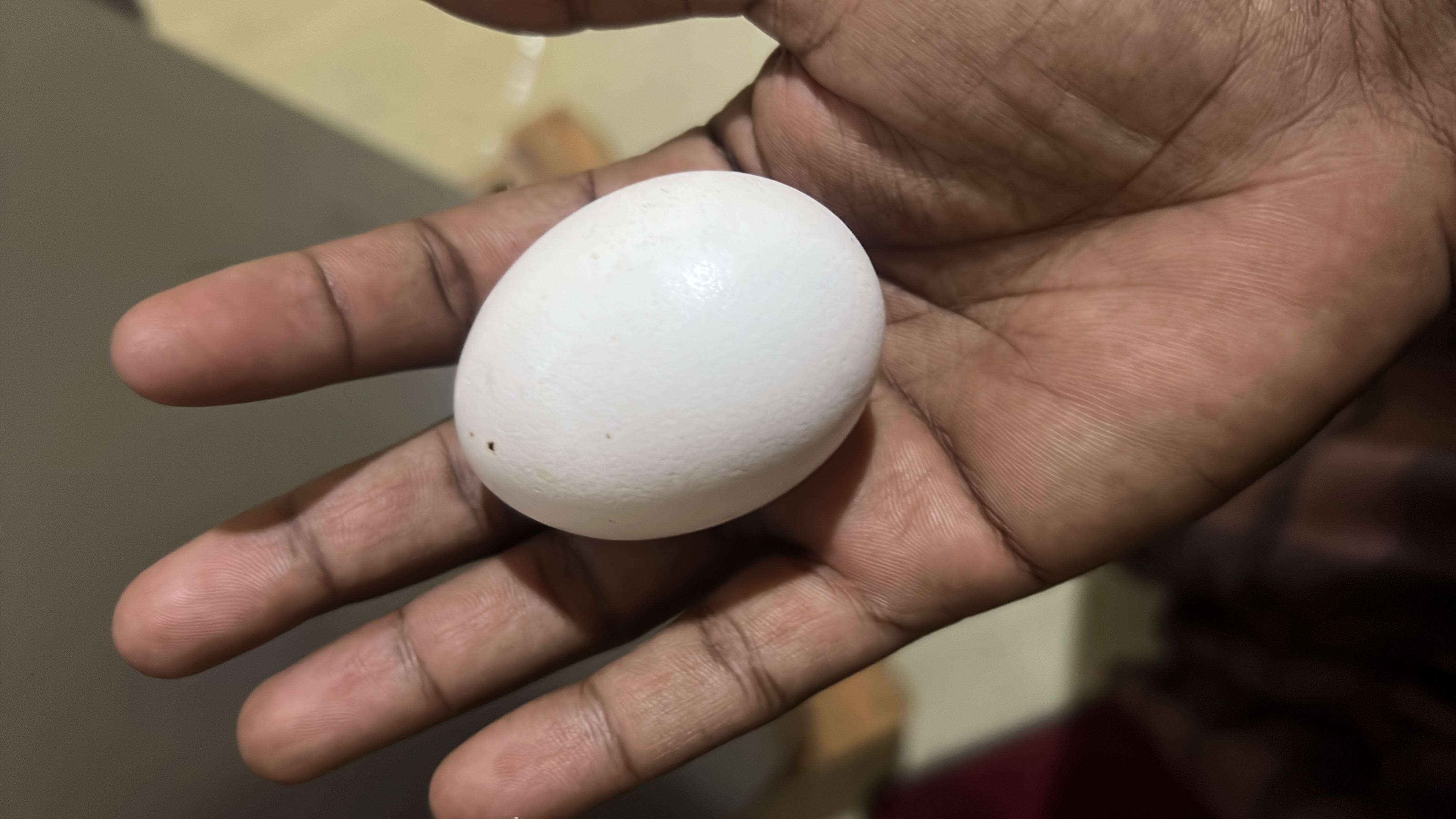 A single egg, a nutrient-dense food, providing protein, fats, and minimal carbohydrates.