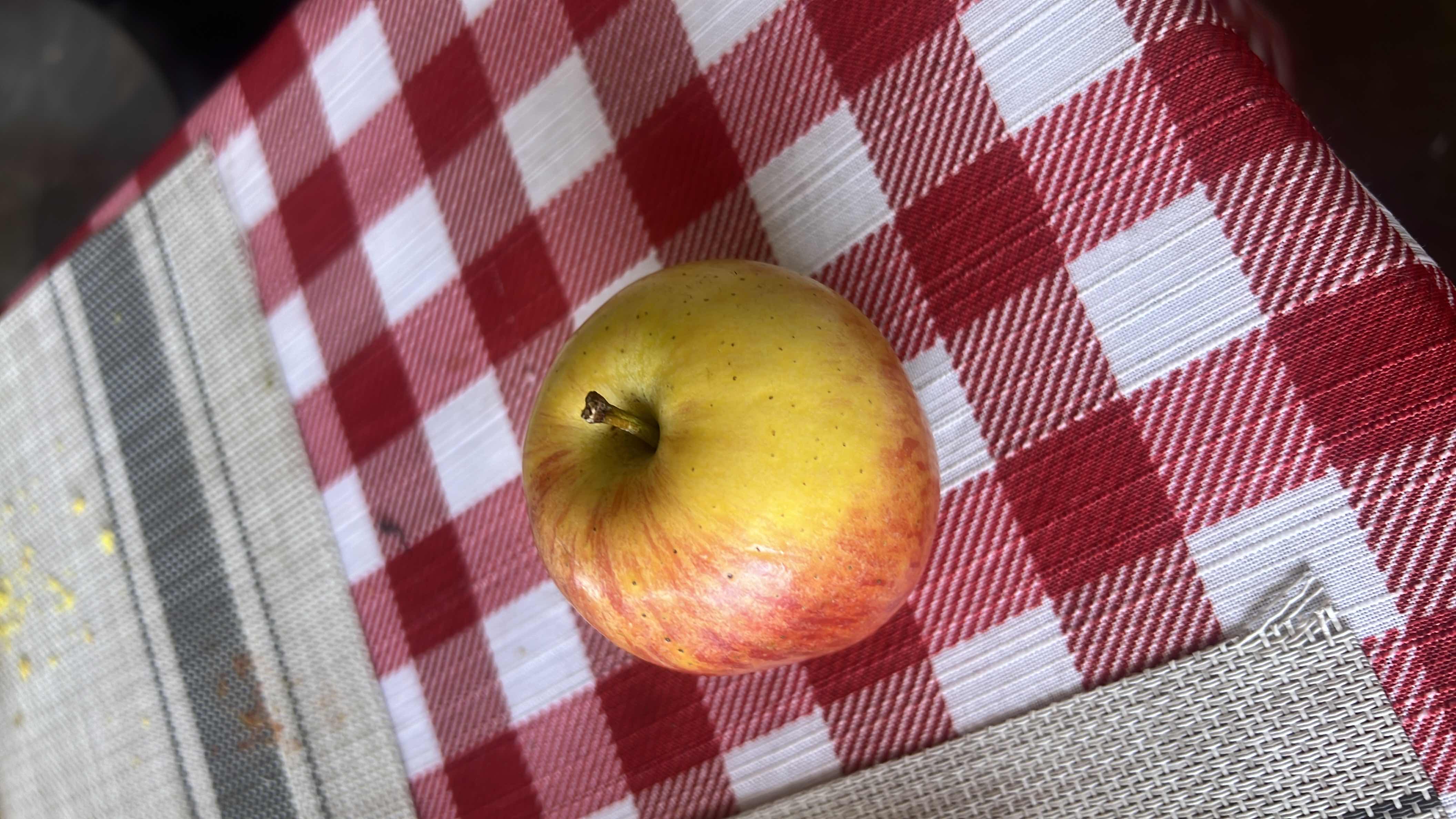 A fresh apple, a nutritious fruit rich in carbohydrates and low in fats and protein.