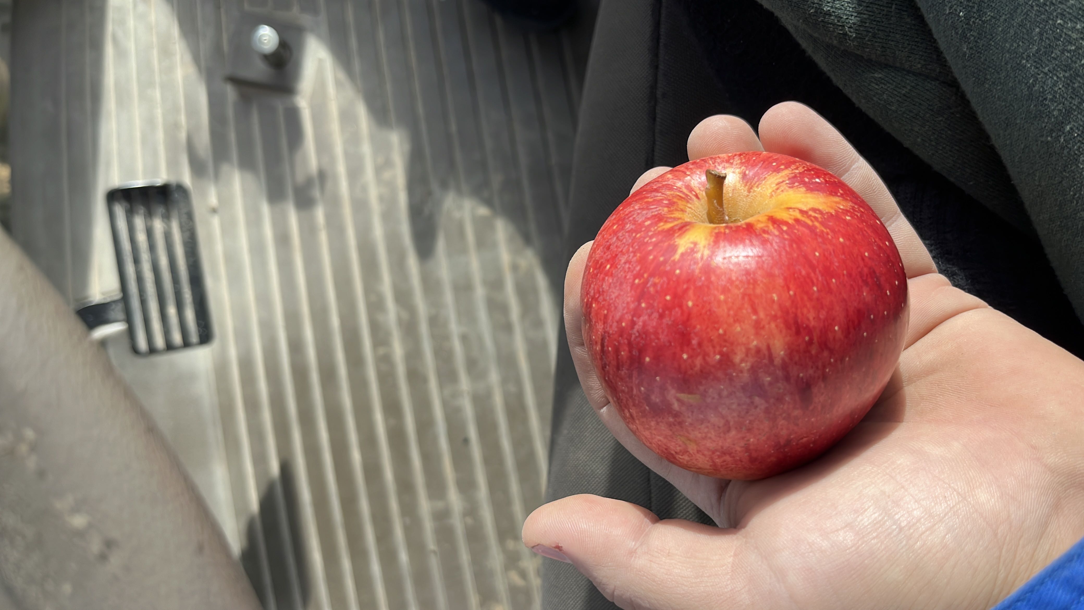 The image shows a fresh apple, which is a nutritious fruit rich in carbohydrates and low in fats and protein.