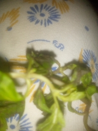 The image shows fresh herbs, which are low in calories and rich in nutrients, making them a healthy addition to meals.