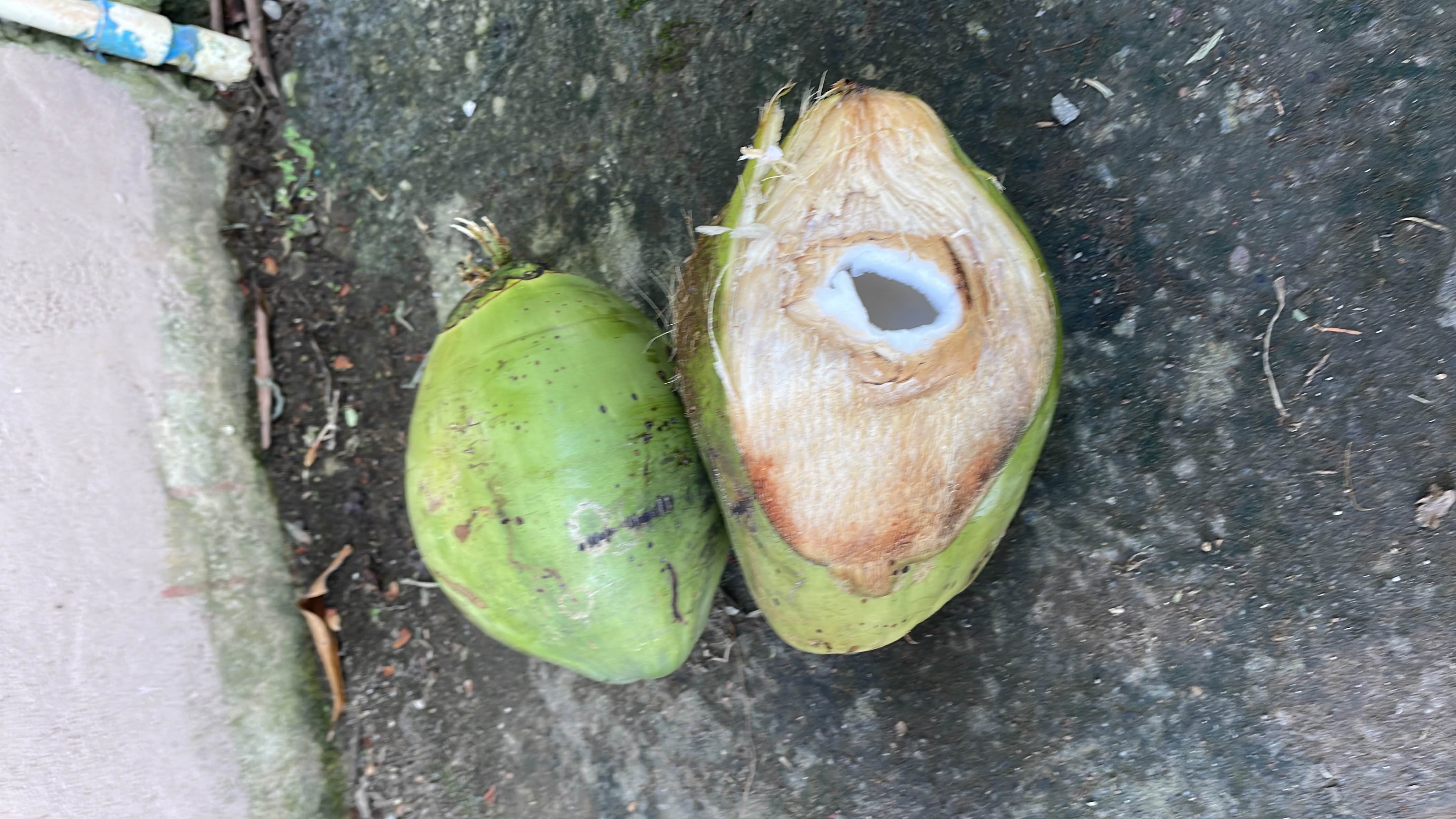 The image shows a fresh green coconut, which contains coconut water and soft coconut meat, both of which are low in calories and rich in nutrients.