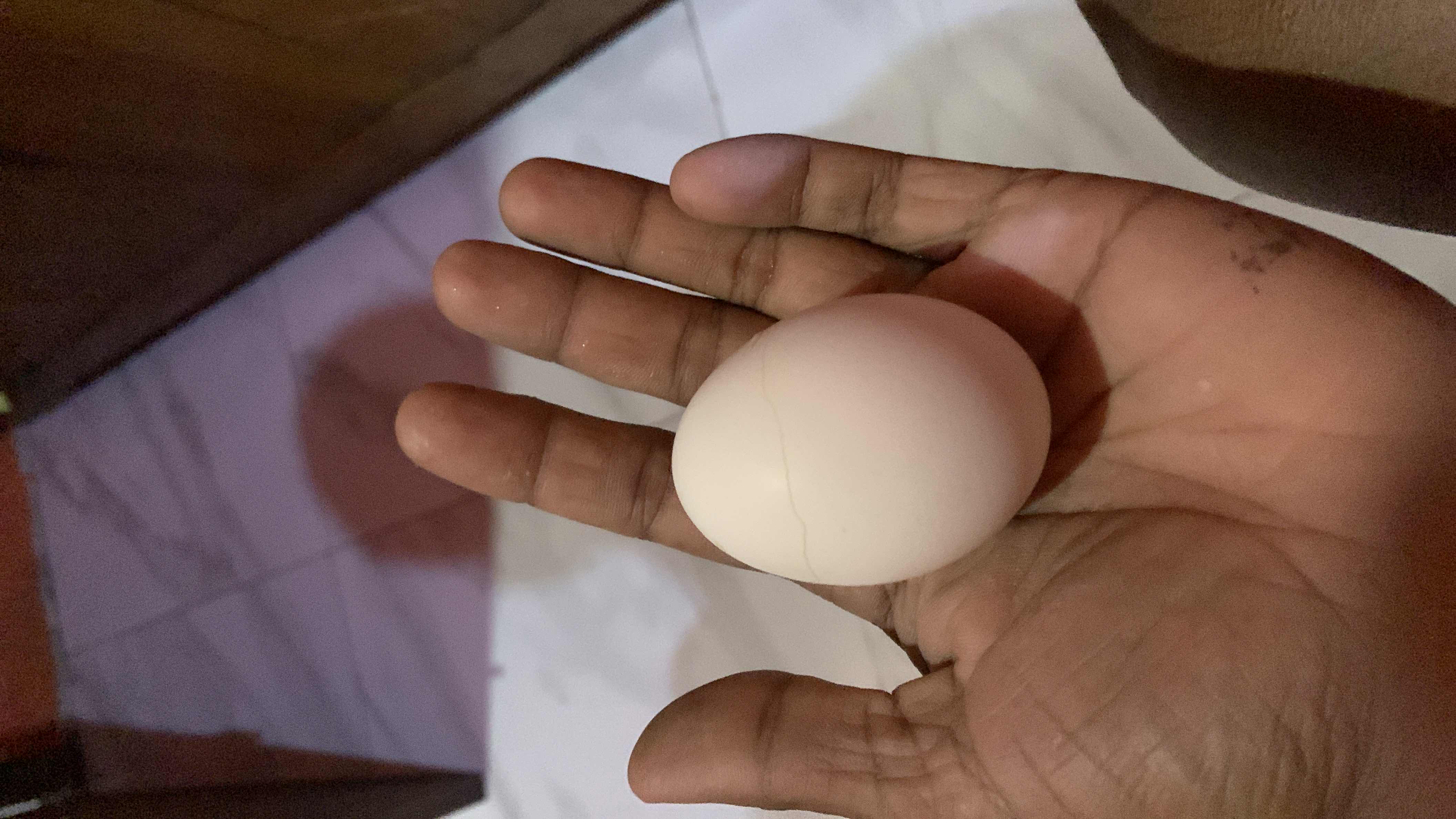 The image shows a single egg, which is a nutrient-dense food containing protein, fats, and minimal carbohydrates.