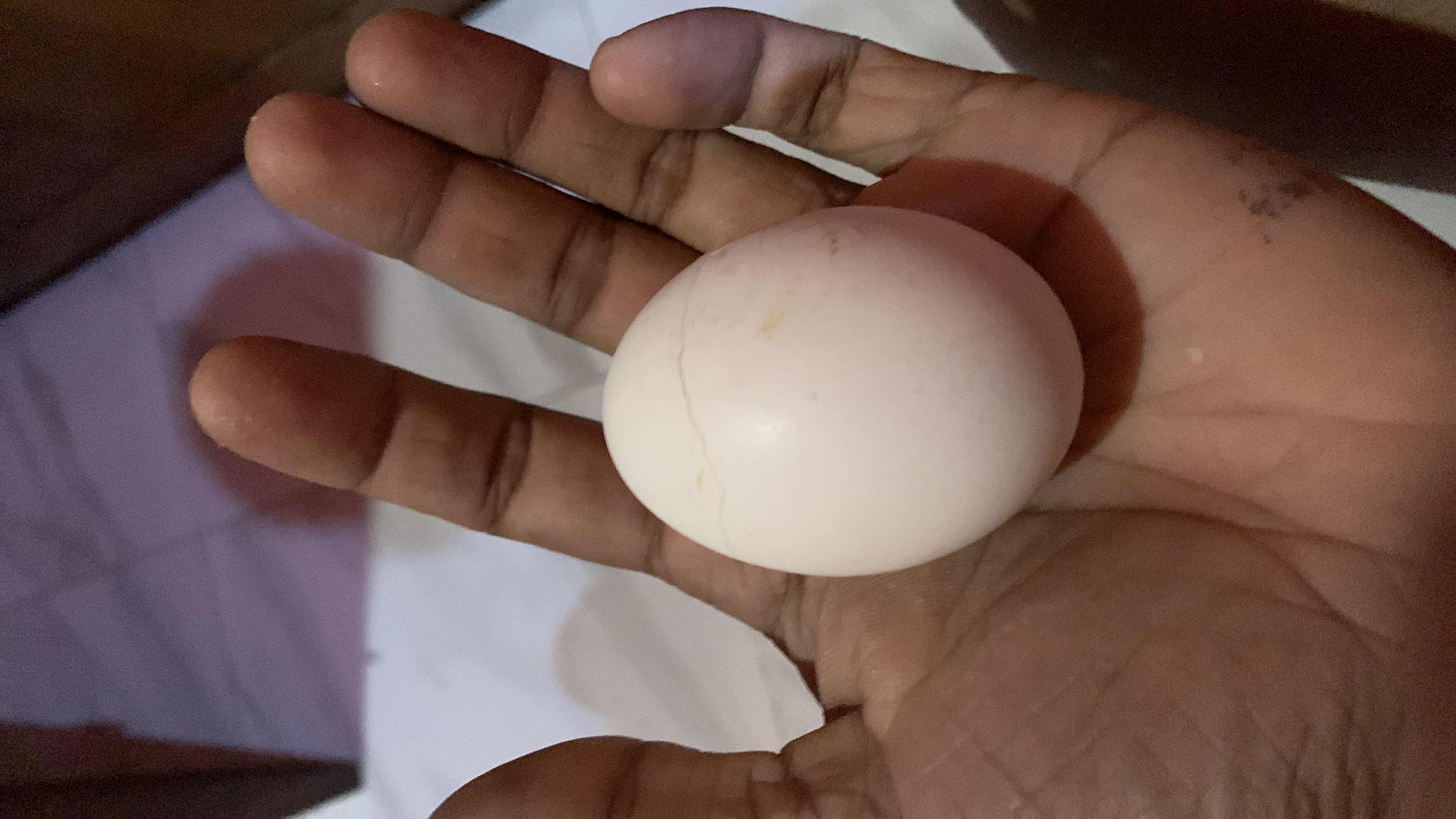 The image shows a single egg, which is a nutrient-dense food containing protein, fats, and minimal carbohydrates.