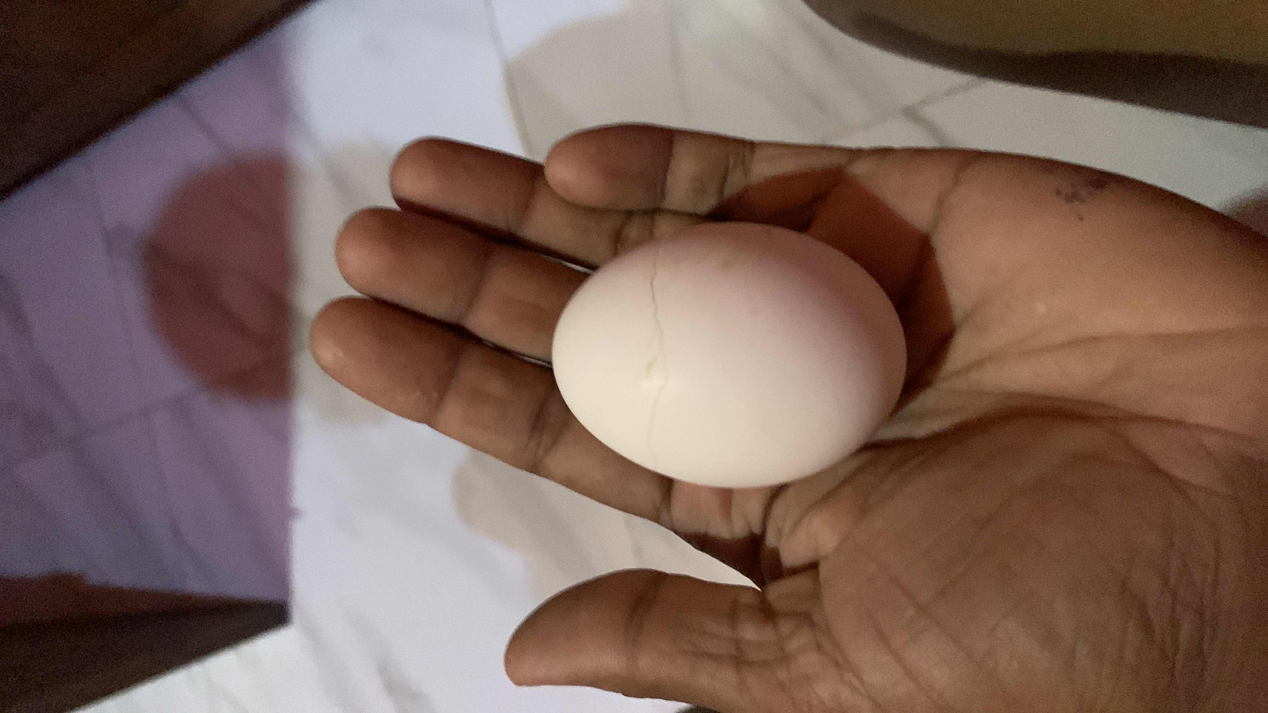 The image shows a single egg, which is a nutrient-dense food containing protein, fats, and minimal carbohydrates.