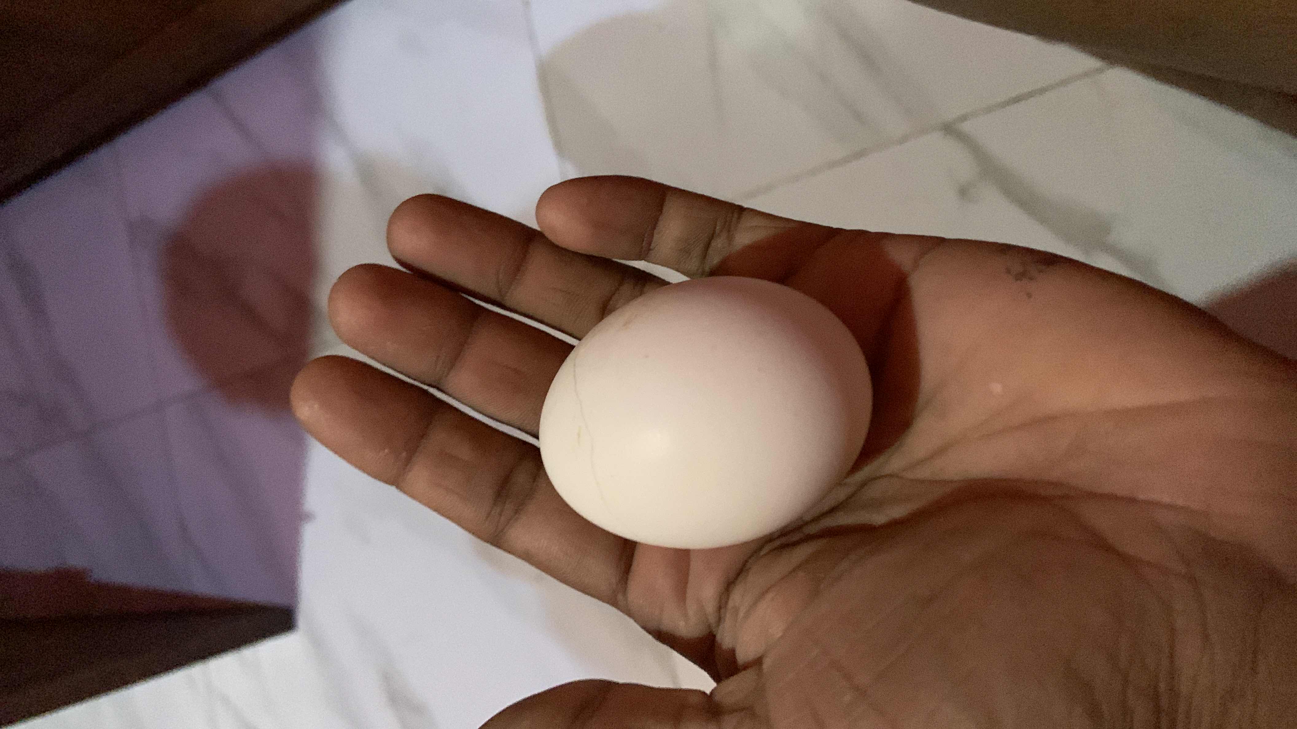 The image shows a single egg, which is a nutrient-dense food containing protein, fats, and minimal carbohydrates.