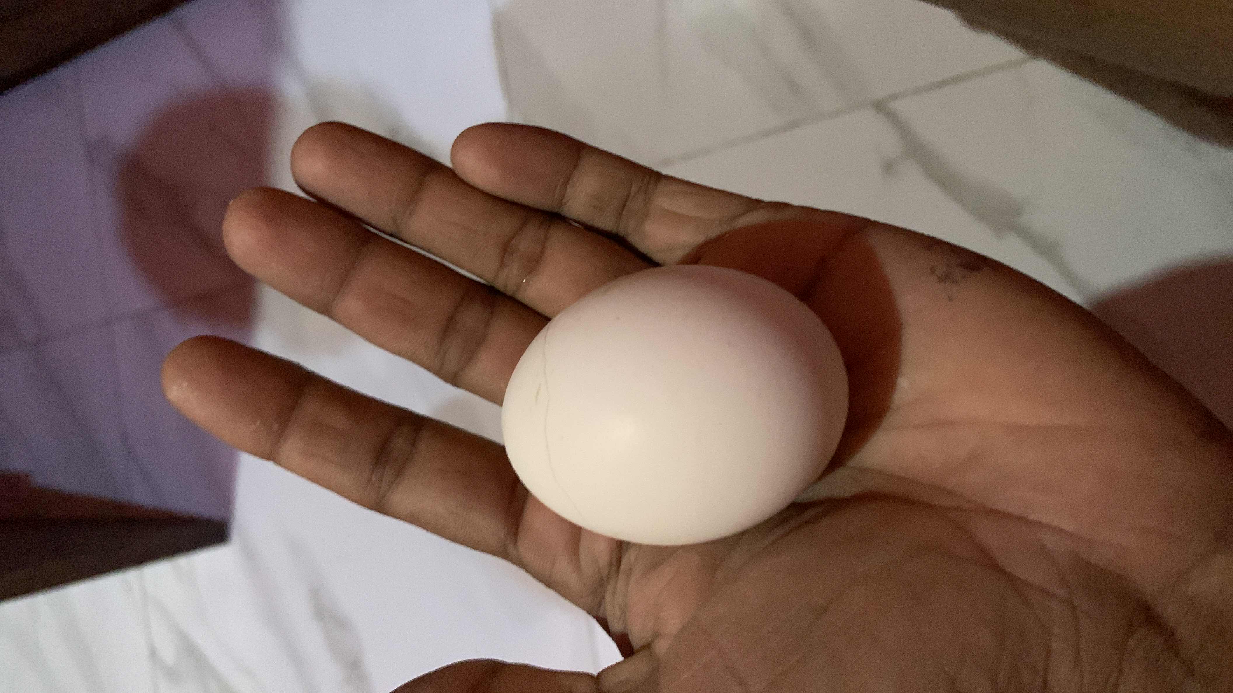 The image shows a single egg, which is a nutrient-dense food containing protein, fats, and minimal carbohydrates.