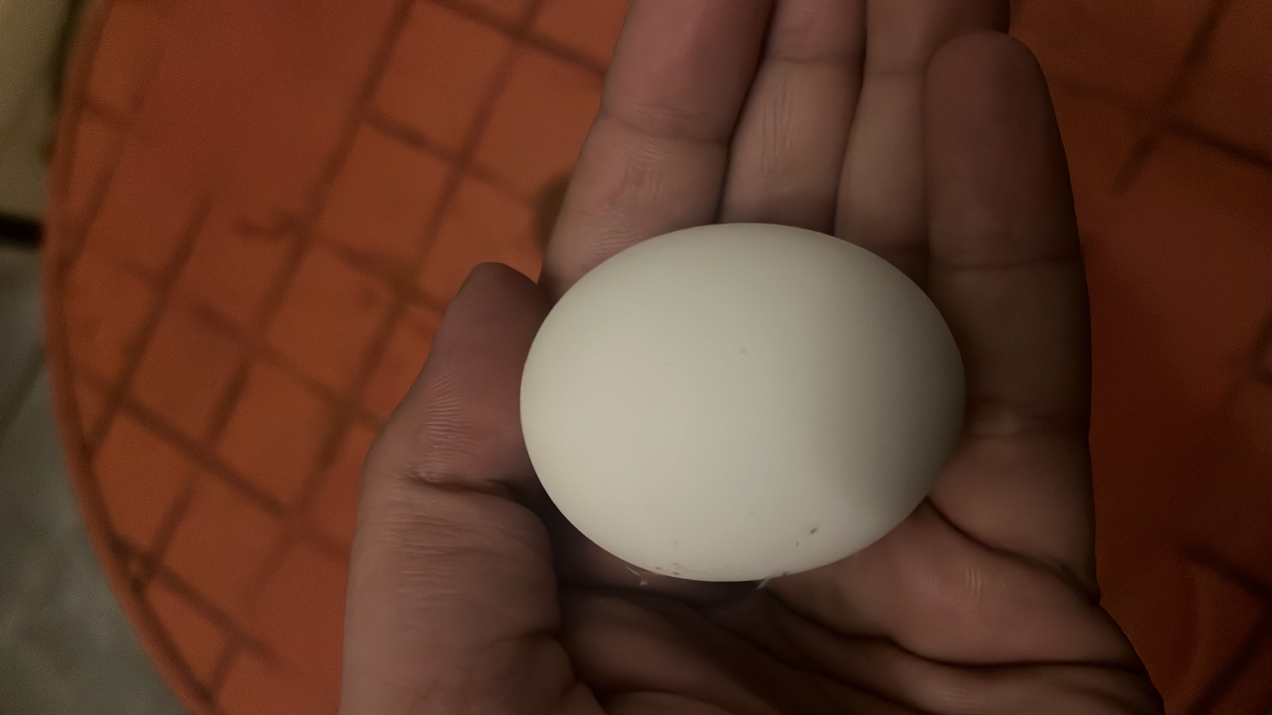 The image shows a single egg, which is a nutrient-dense food containing protein, fats, and minimal carbohydrates.