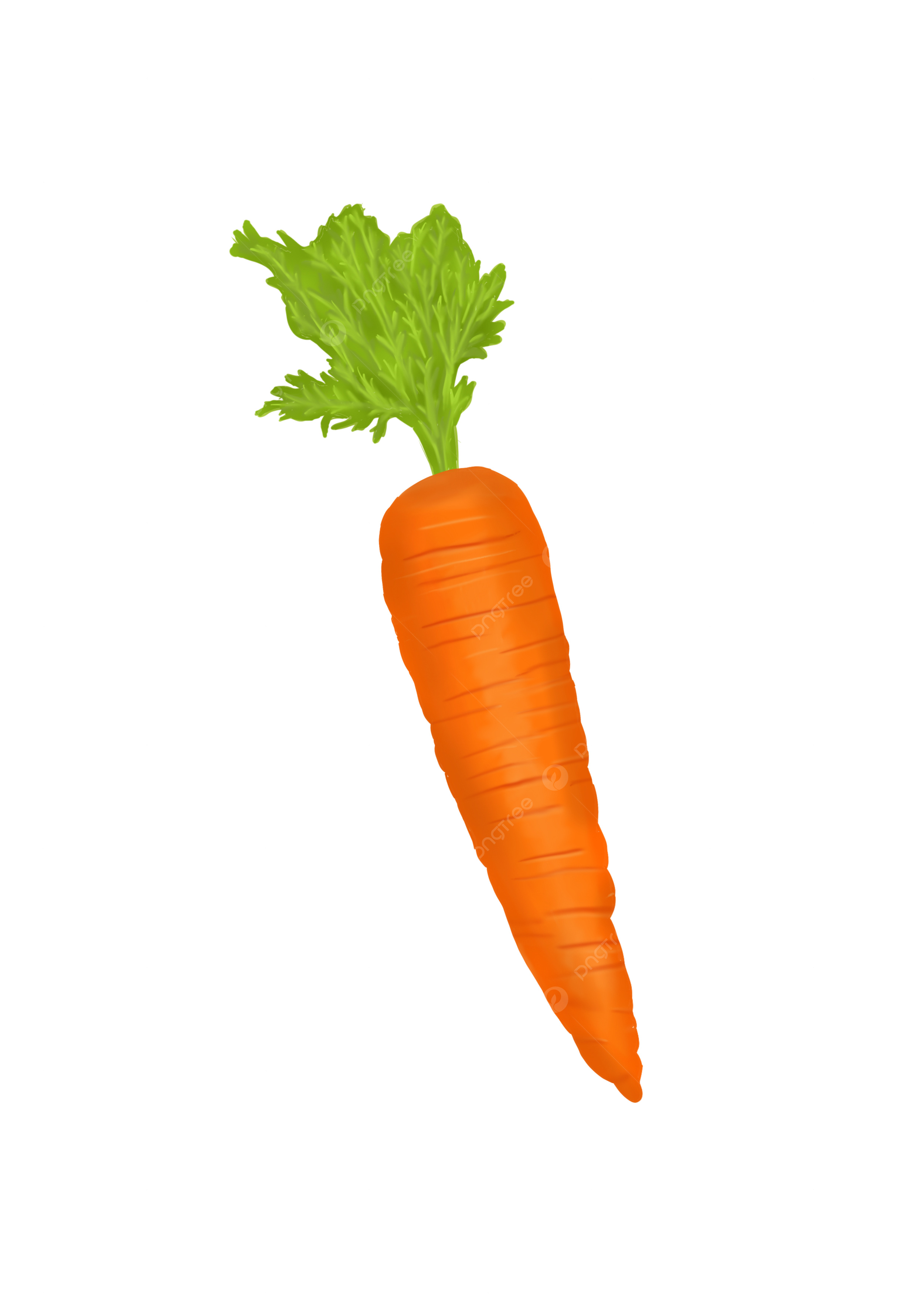 The image depicts a fresh carrot, which is low in calories and fats, and rich in carbohydrates and nutrients.