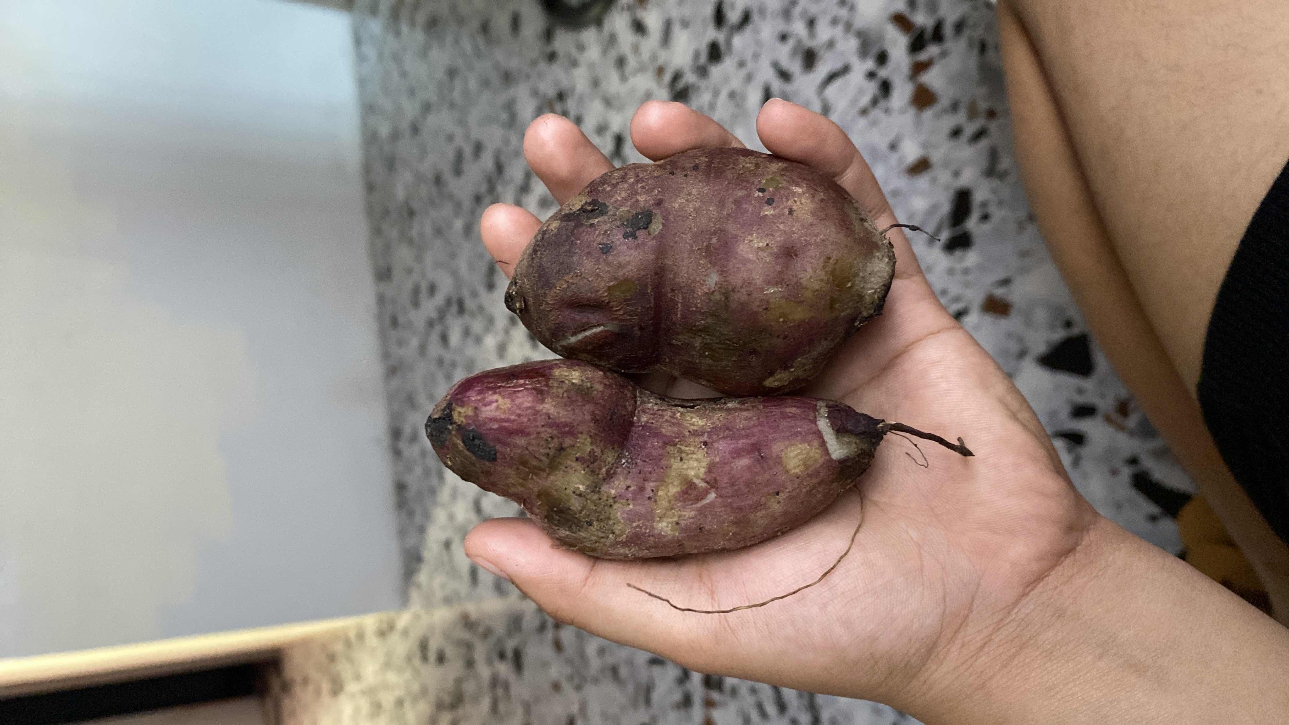 The image shows two sweet potatoes, a nutritious root vegetable rich in carbohydrates, fiber, and essential vitamins.