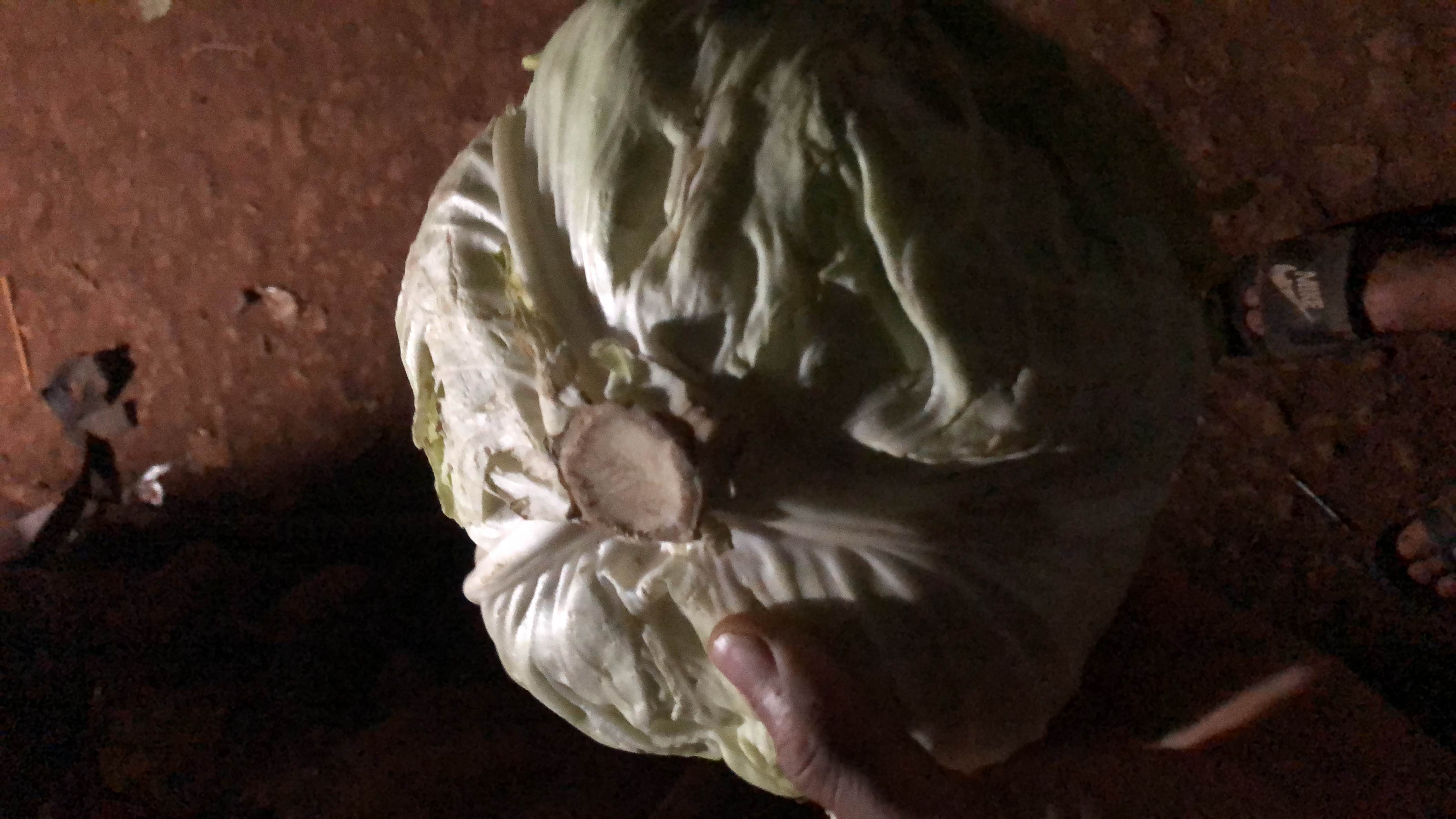A fresh cabbage, a low-calorie vegetable rich in fiber, vitamins, and antioxidants, commonly used in salads and cooked dishes.