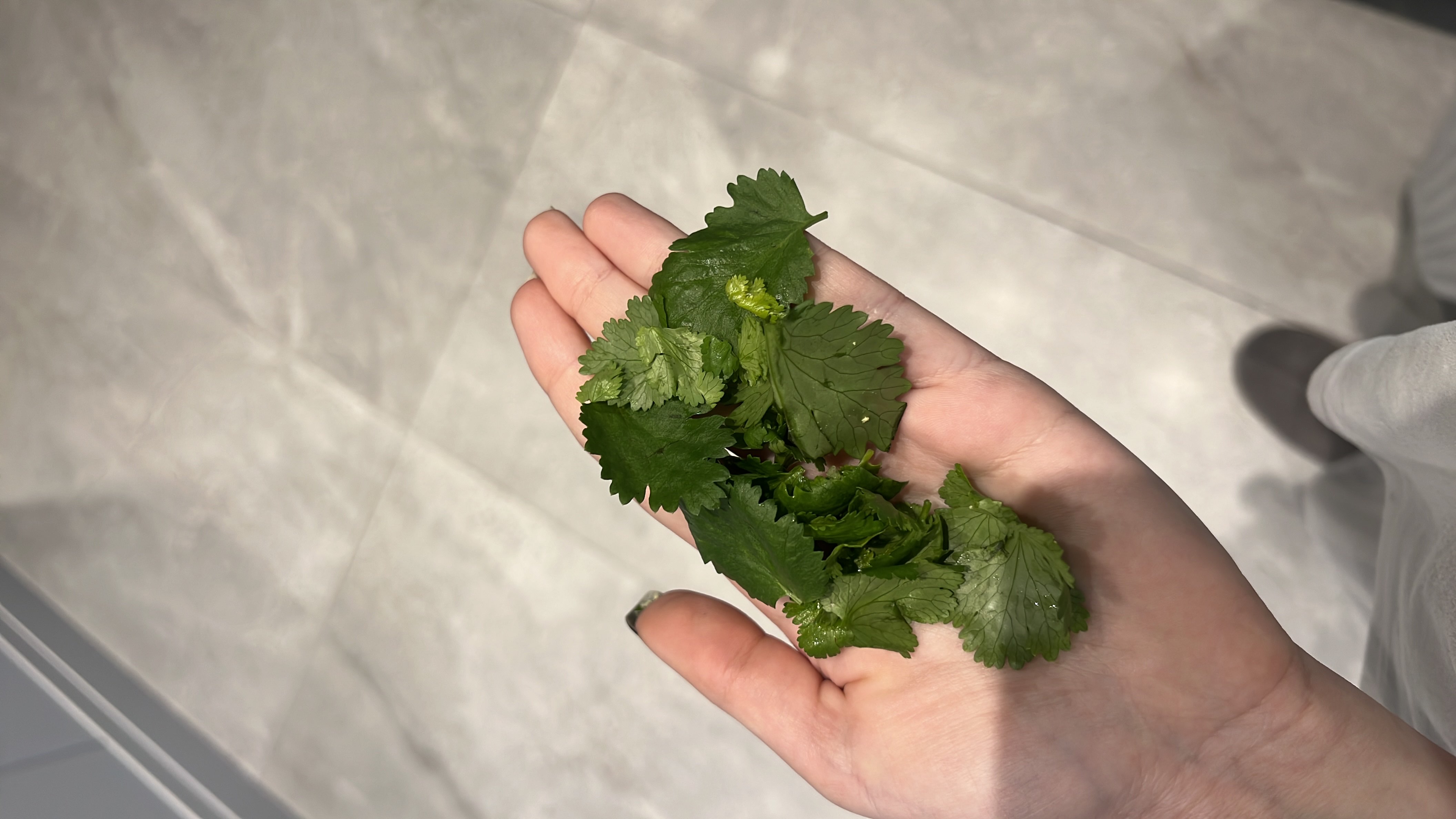 Fresh cilantro leaves, a low-calorie herb rich in antioxidants and commonly used for garnishing and flavor enhancement.