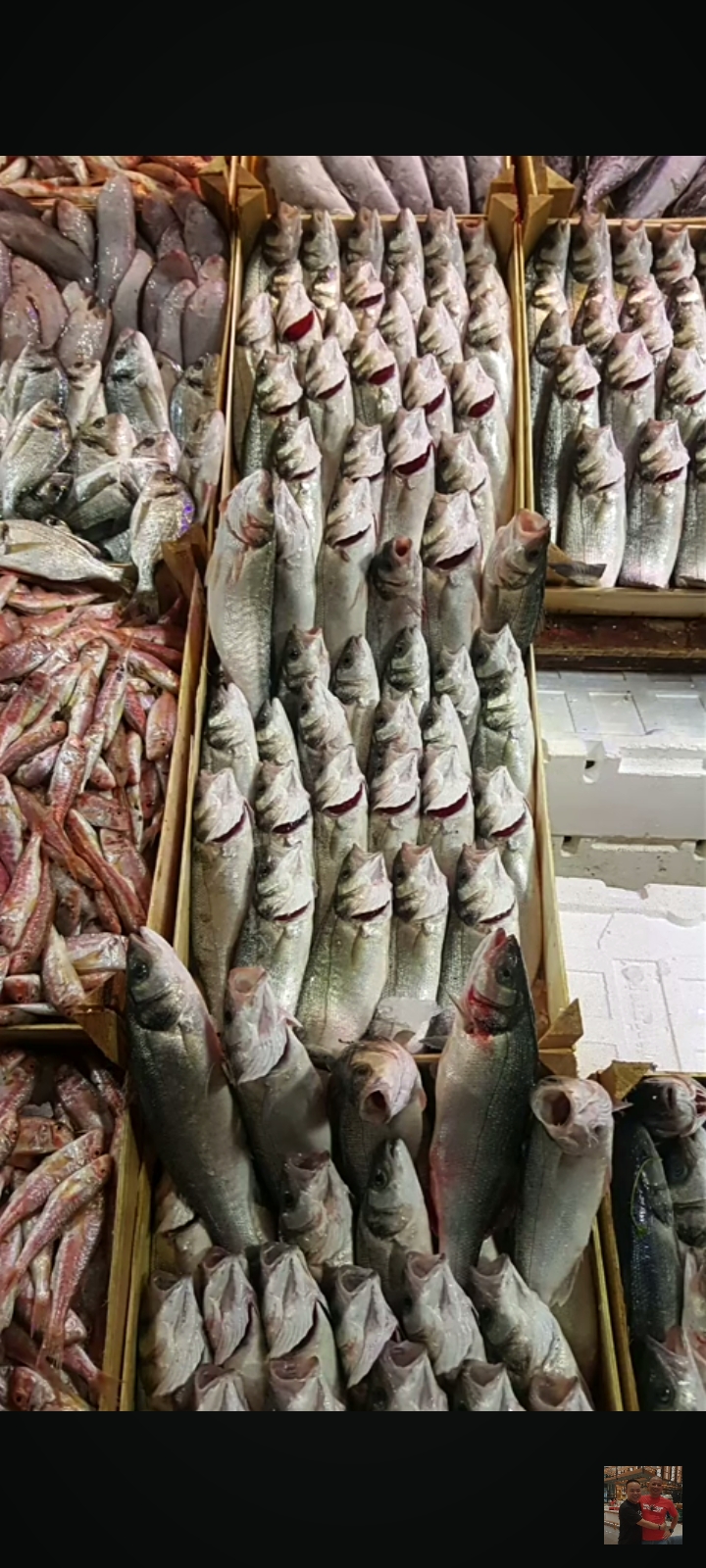 Fresh Fish