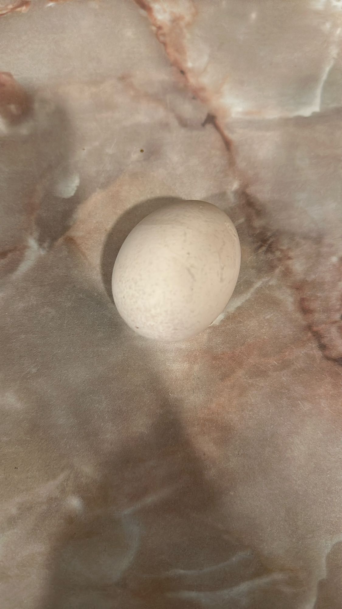 Egg