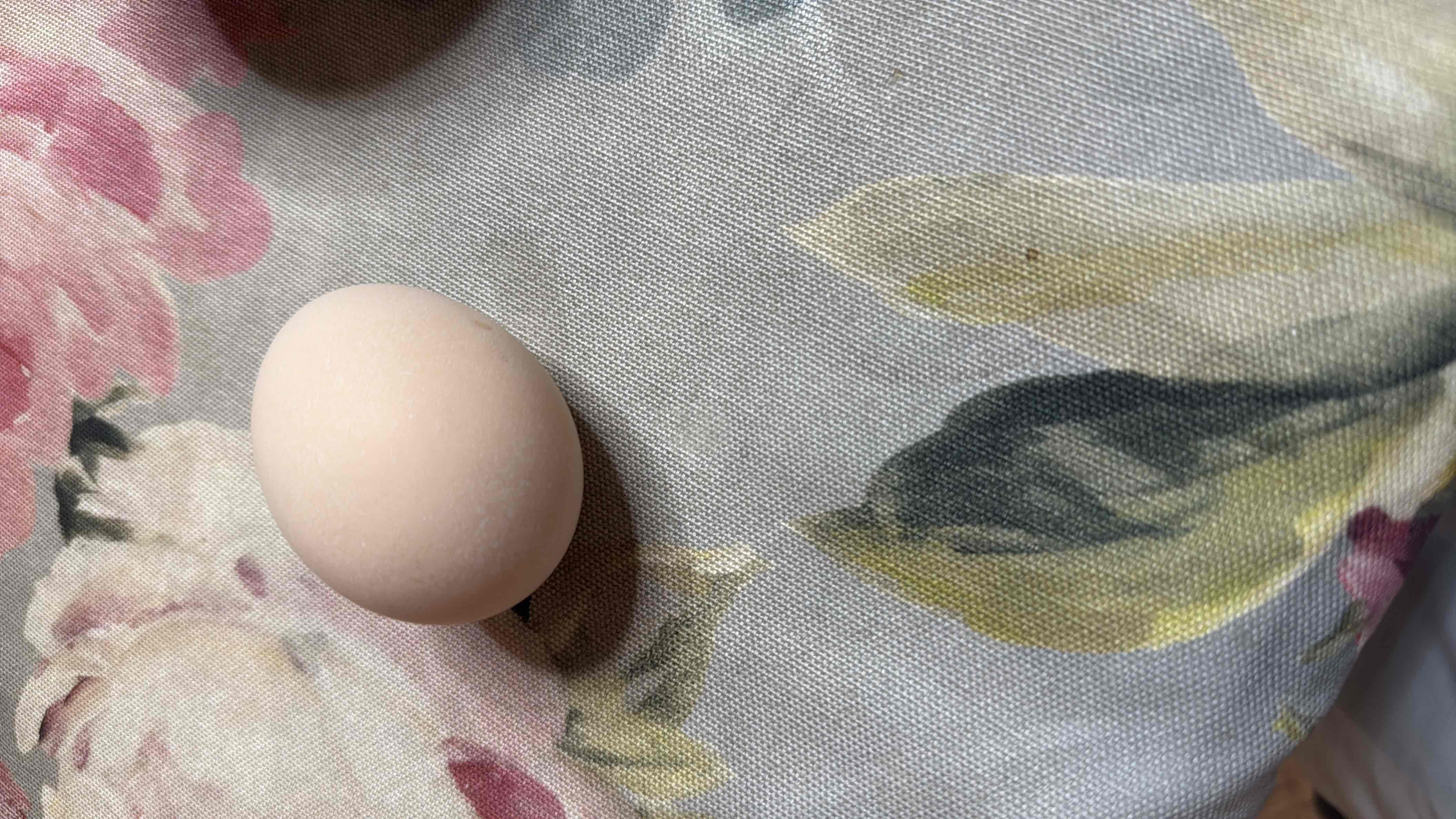 Куриное яйцо