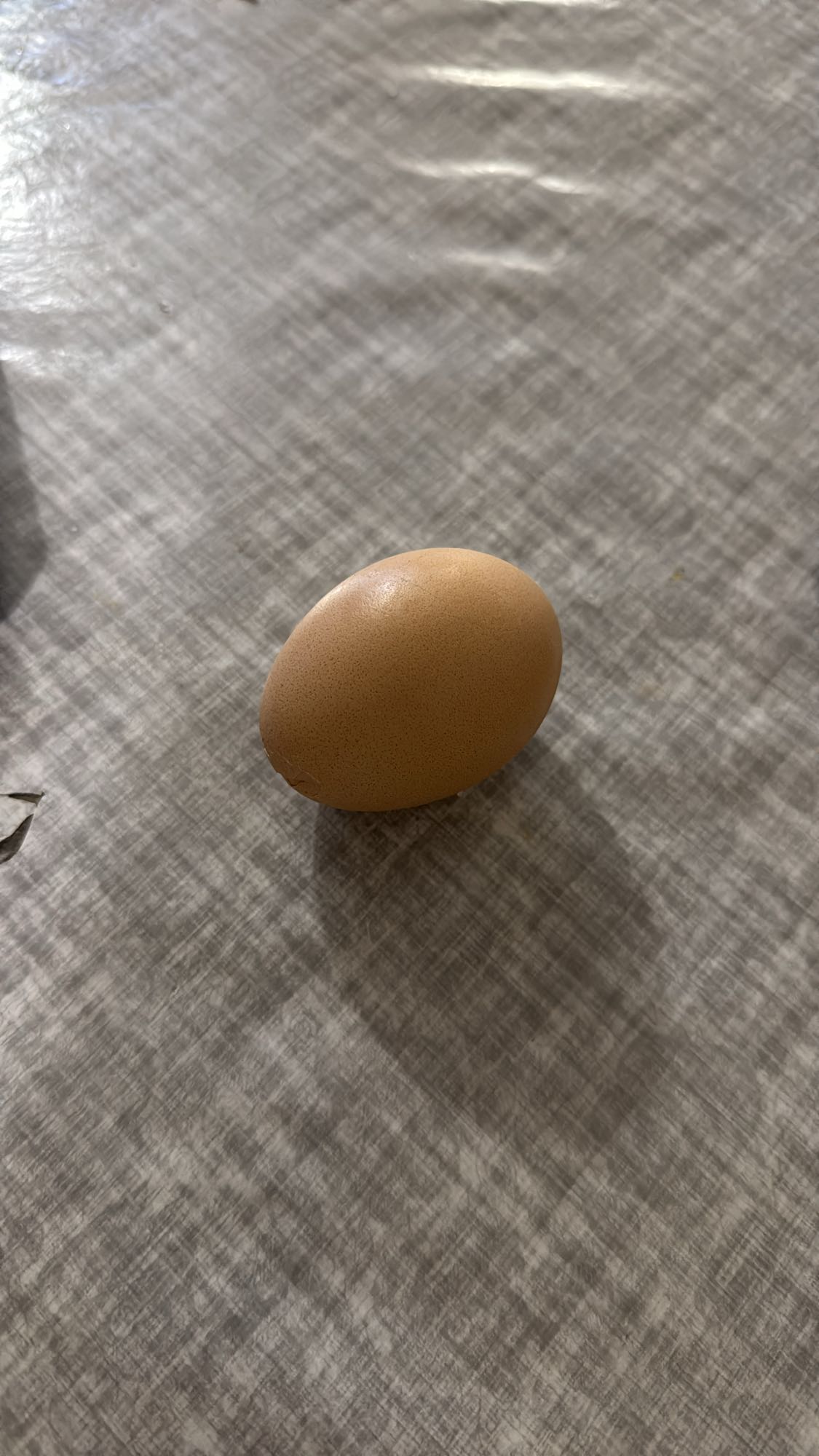 Boiled Egg