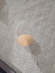 Boiled Egg