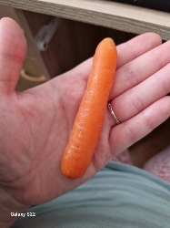 Baby Carrot