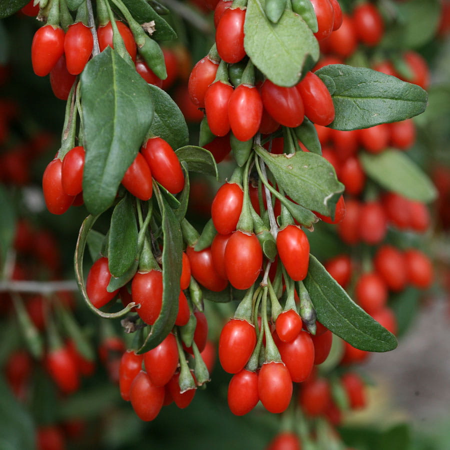 Goji Berries