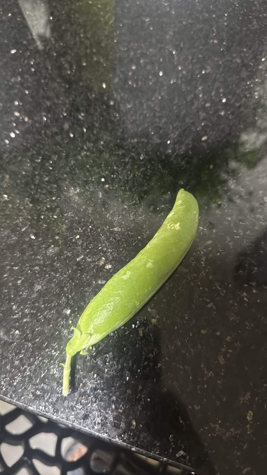 Sugar Snap Pea