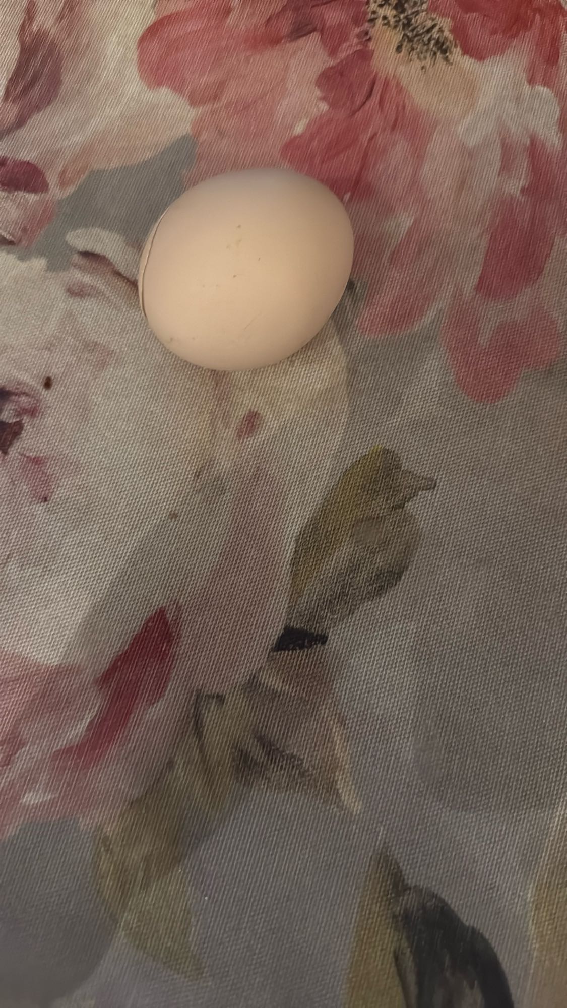 Куриное яйцо