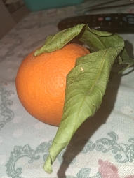 Fresh Orange