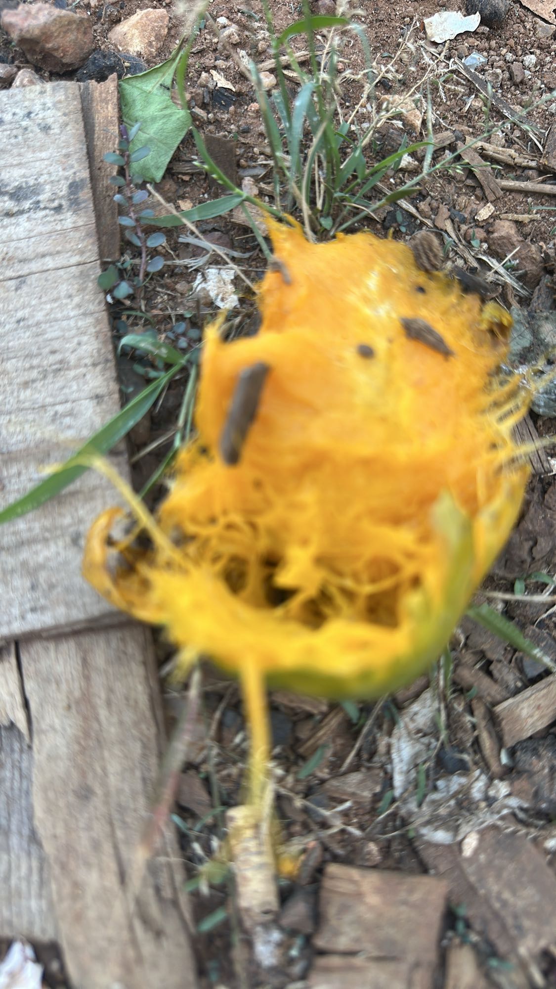 Partially eaten fruit