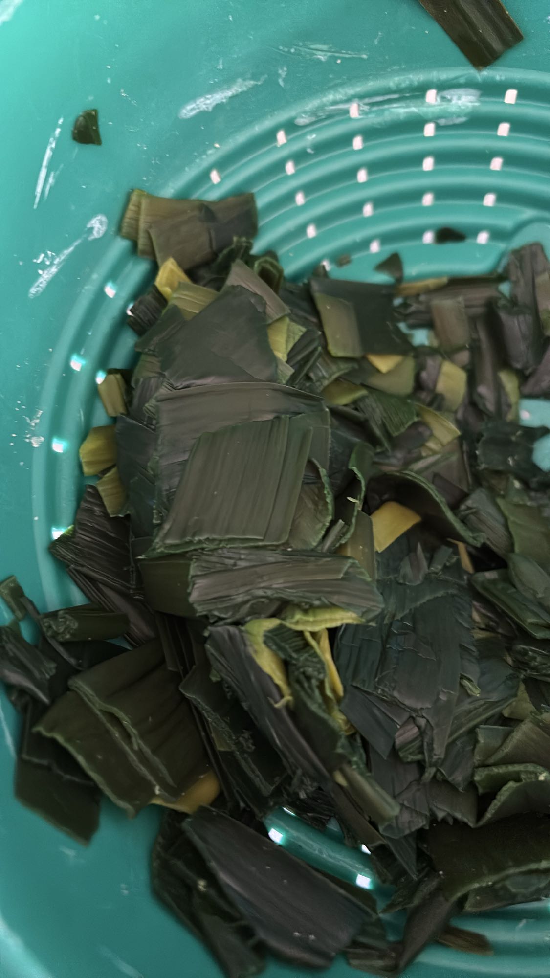 Algues marines bouillies