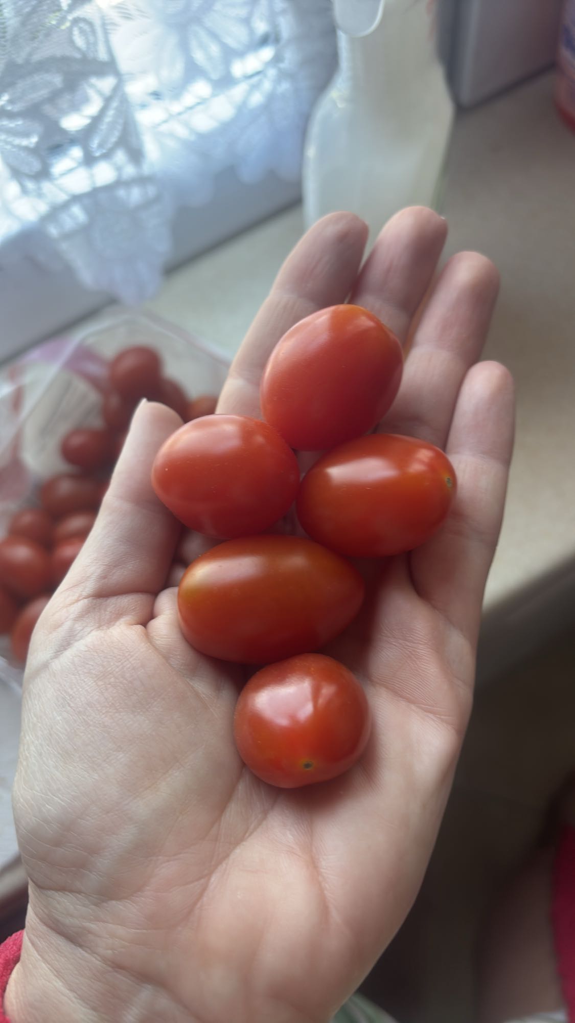 Pomidorki koktajlowe