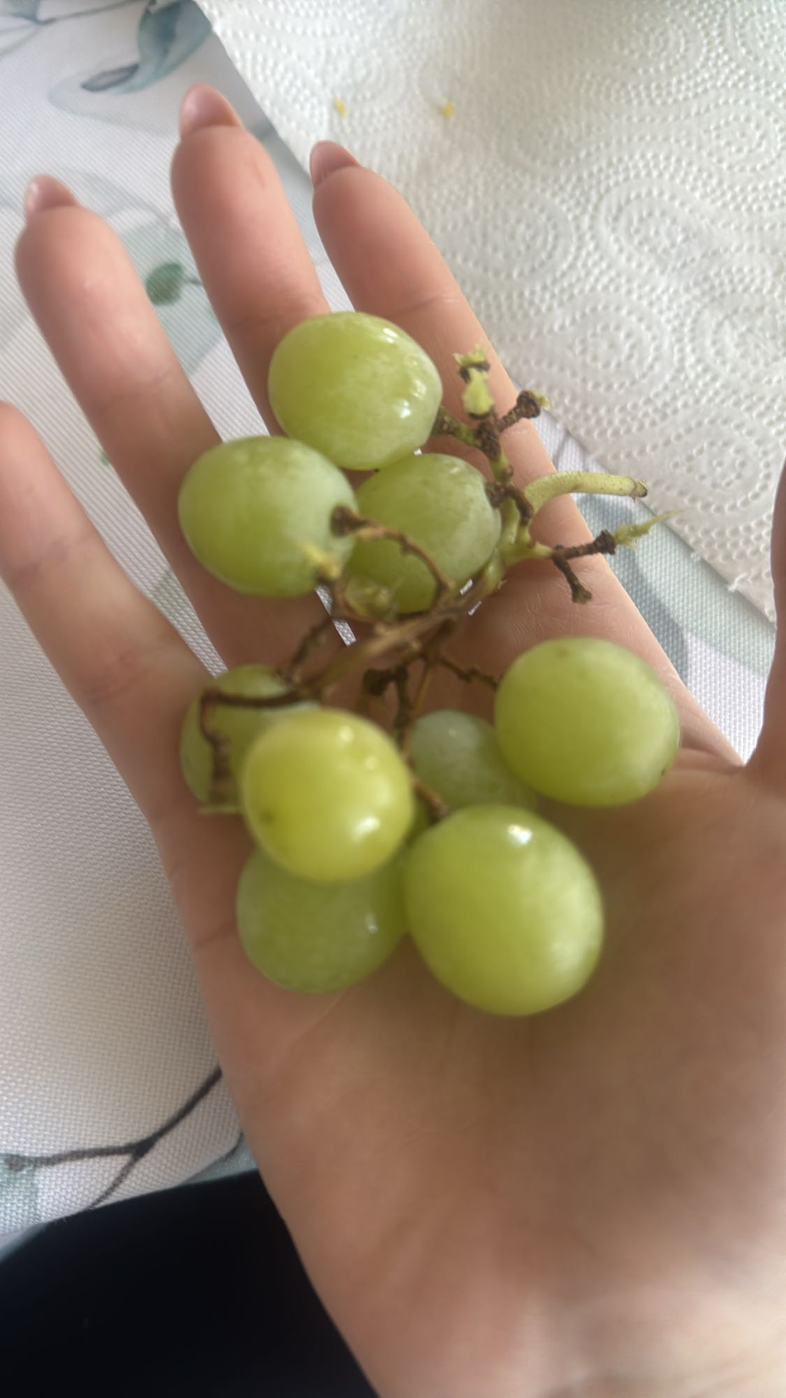 Winogrona zielone