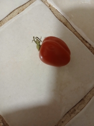Tomate fraîche