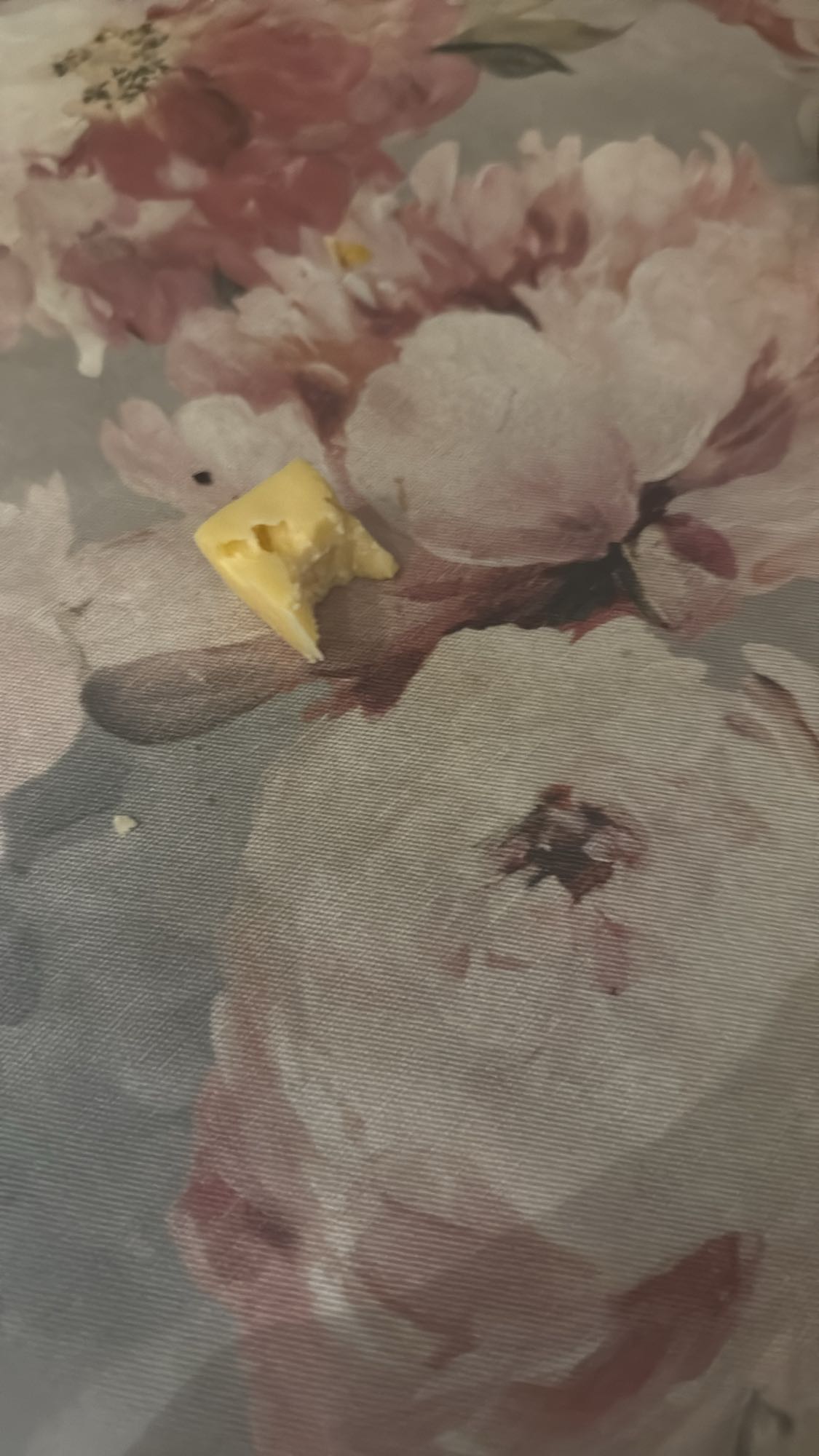 Кусочек сыра