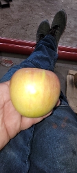 Manzana fresca