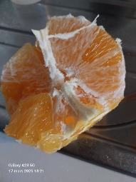 Orange fraîche