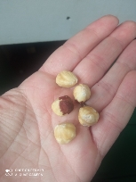 Roasted Hazelnuts