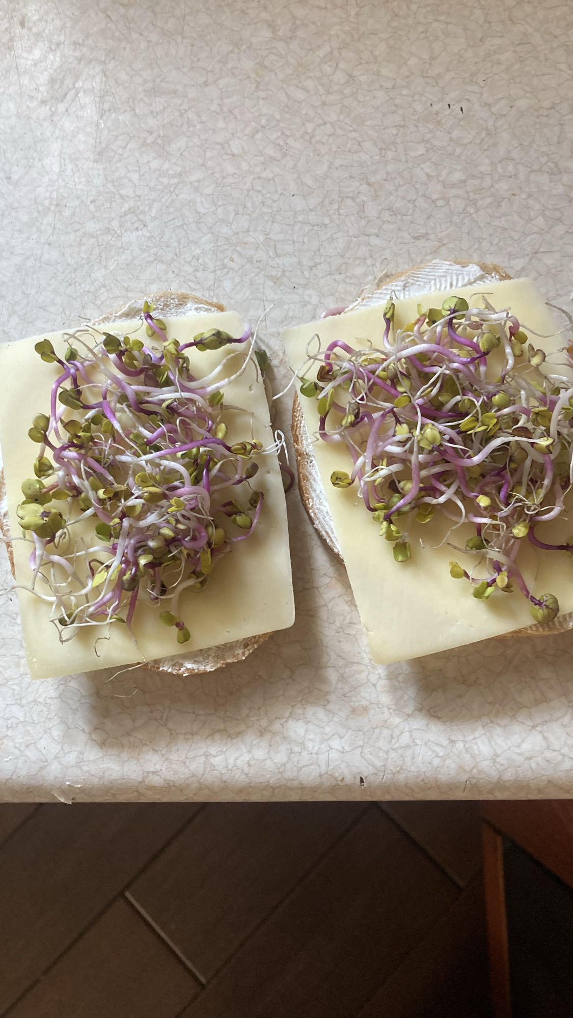 Kanapki z serem i kiełkami