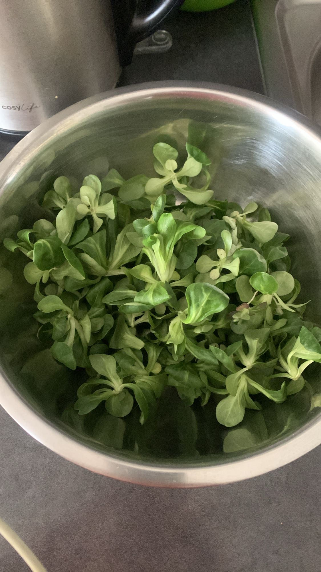 Salade de mâche