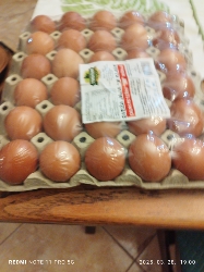 Whole Chicken Eggs