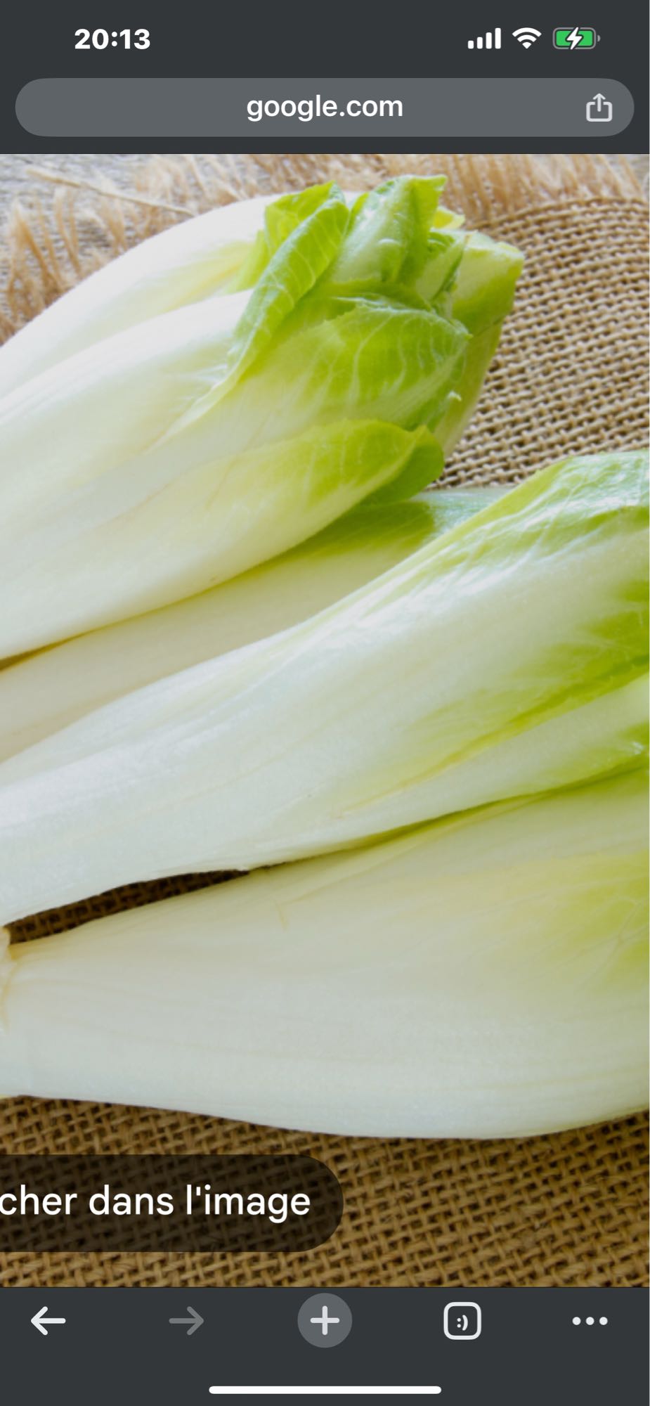 Endive fraîche