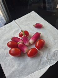 Radis et tomates cerises
