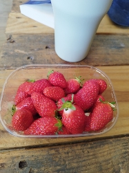 Fraises fraîches