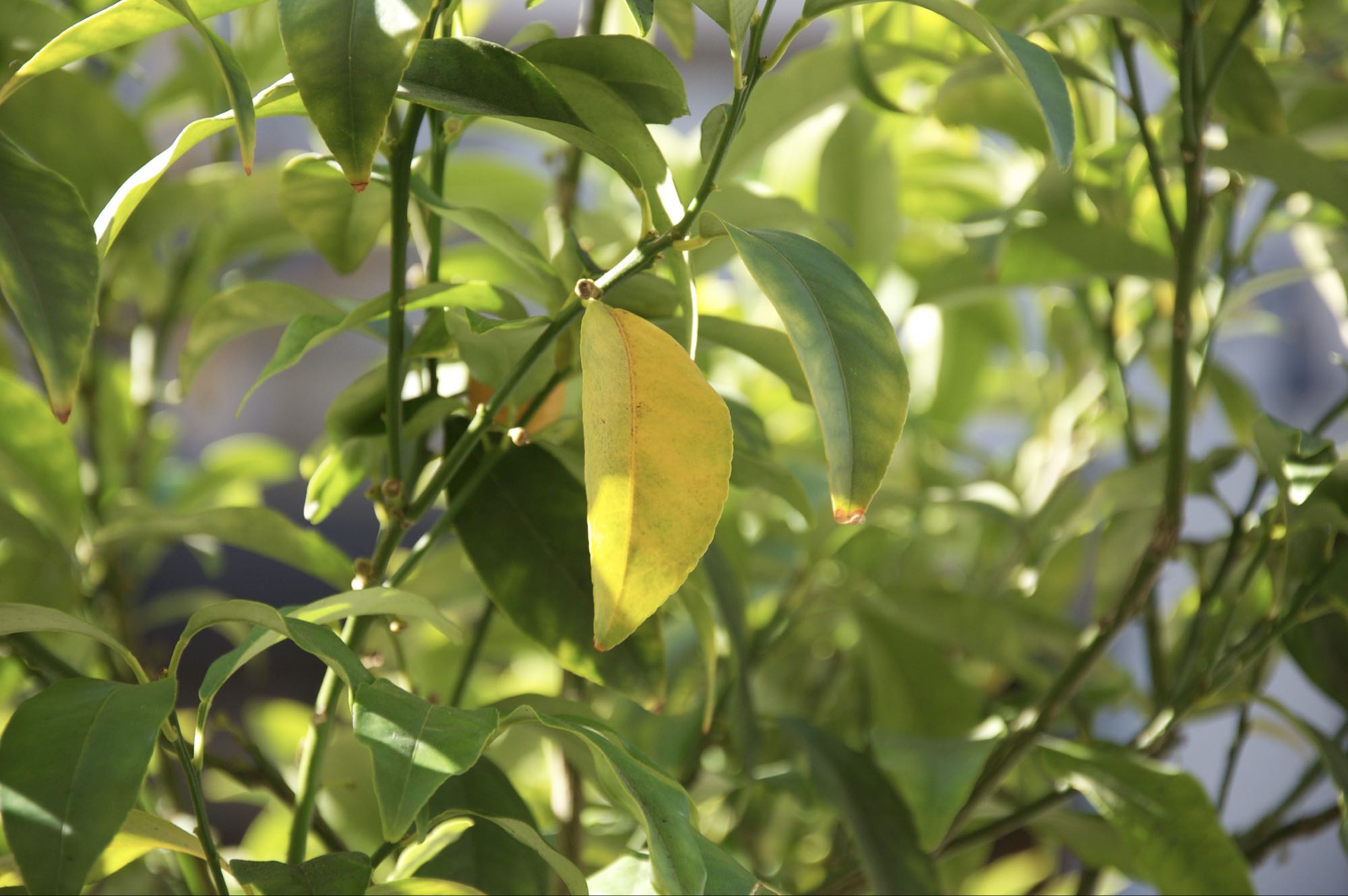 Citrus Leaves