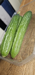Pepinos frescos