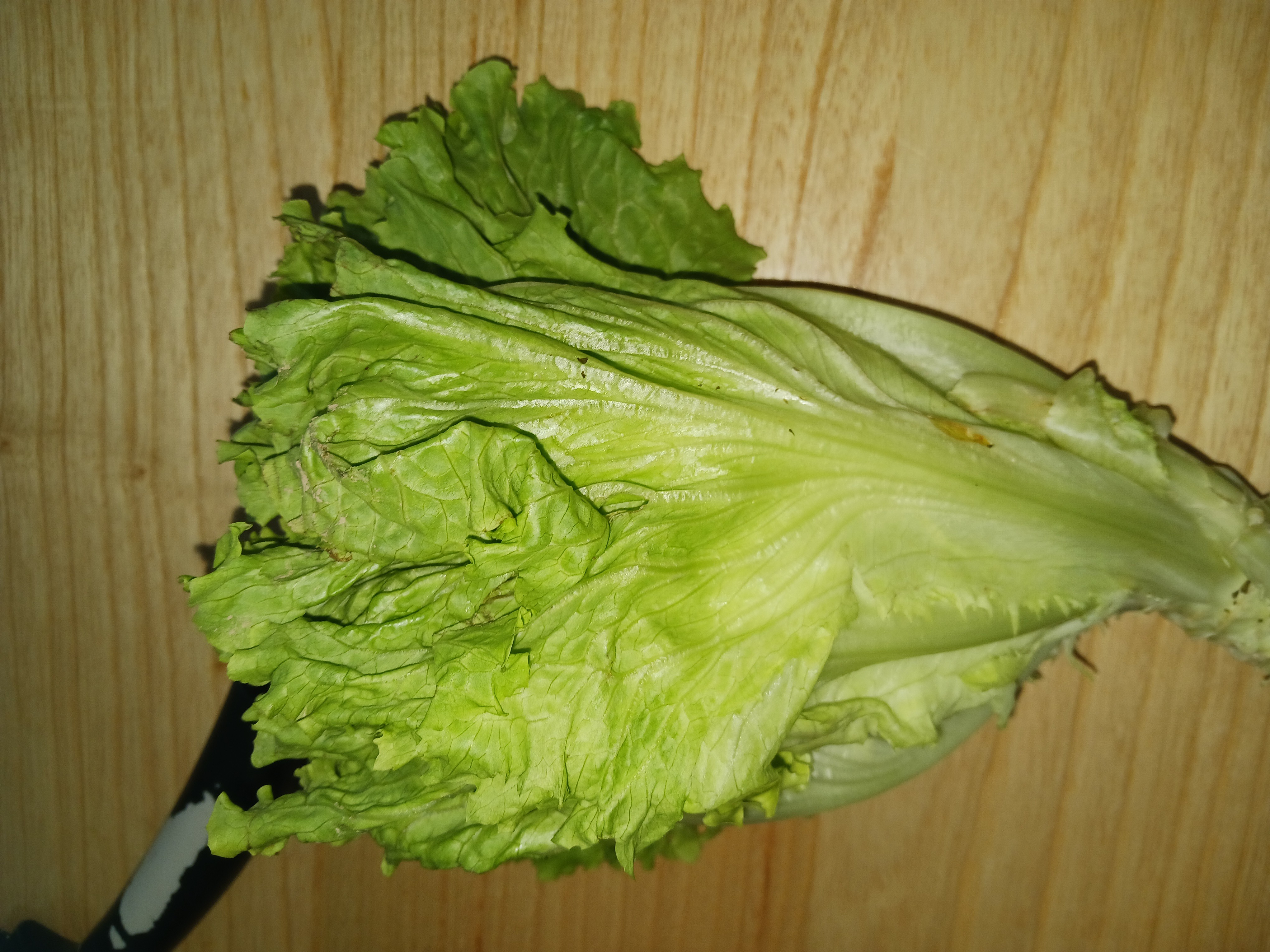 Fresh Lettuce