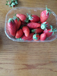 Fraises fraîches