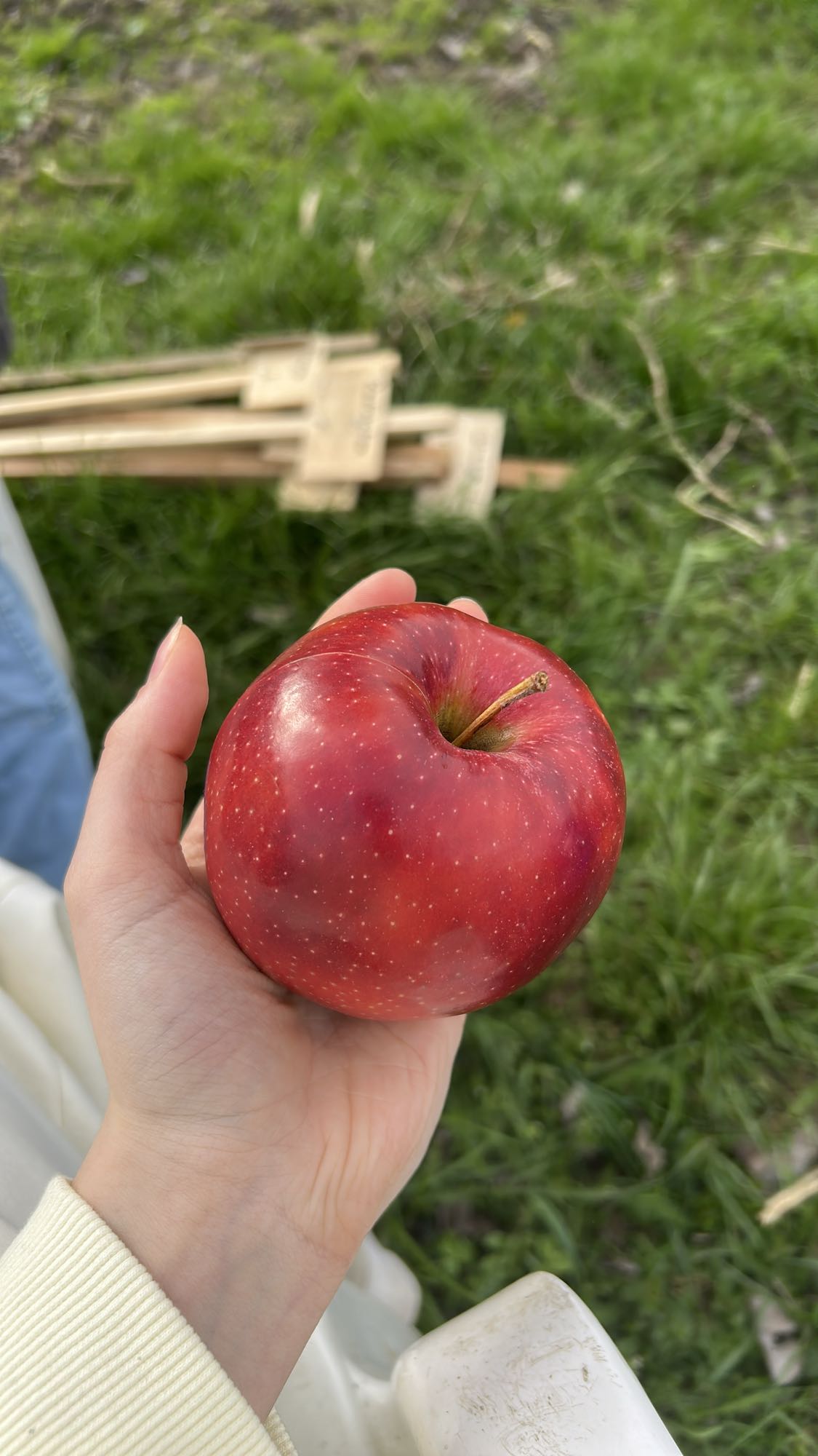 Manzana roja
