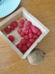 Fruits rouges et kiwi