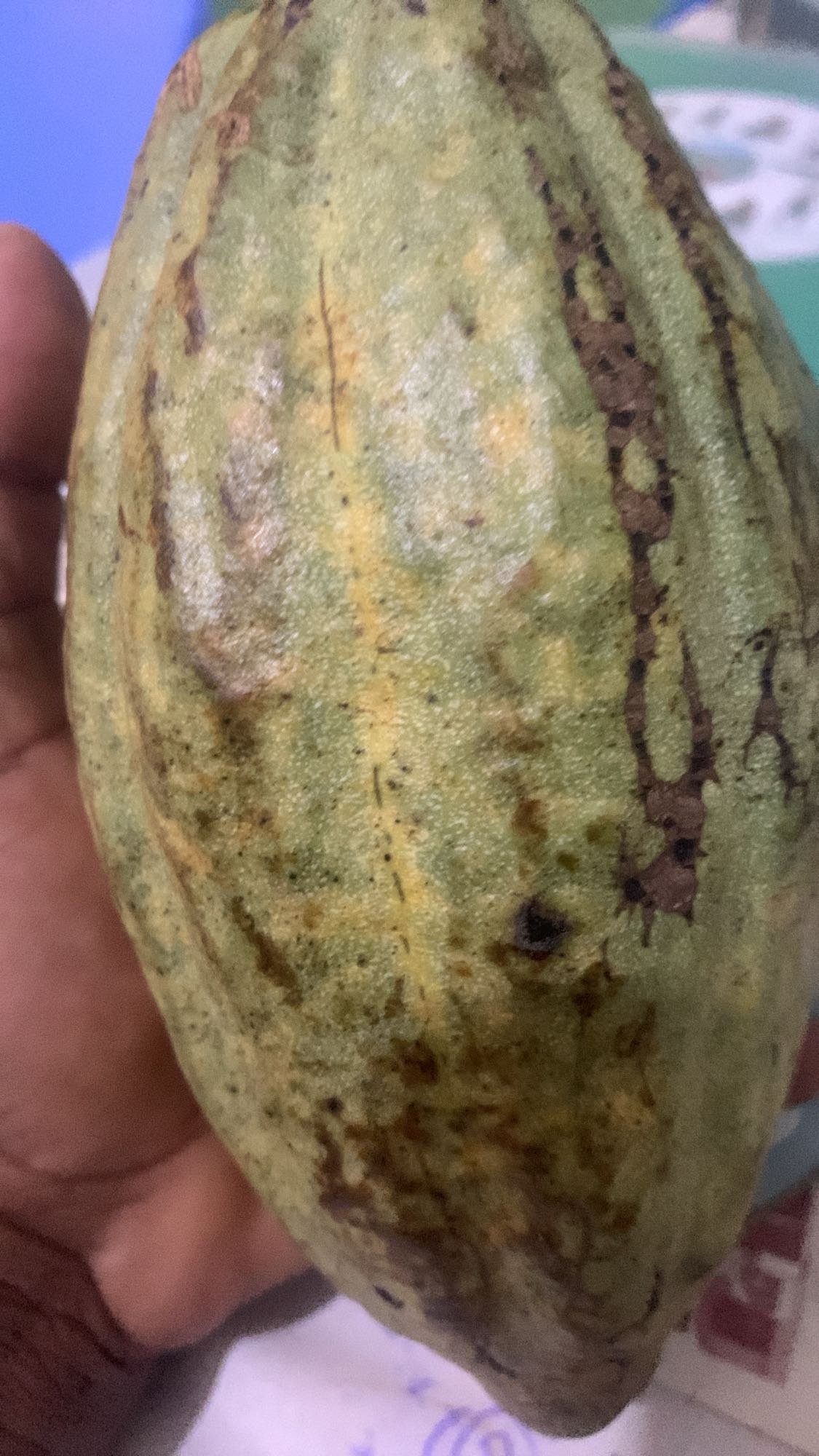 Raw Cacao Pod