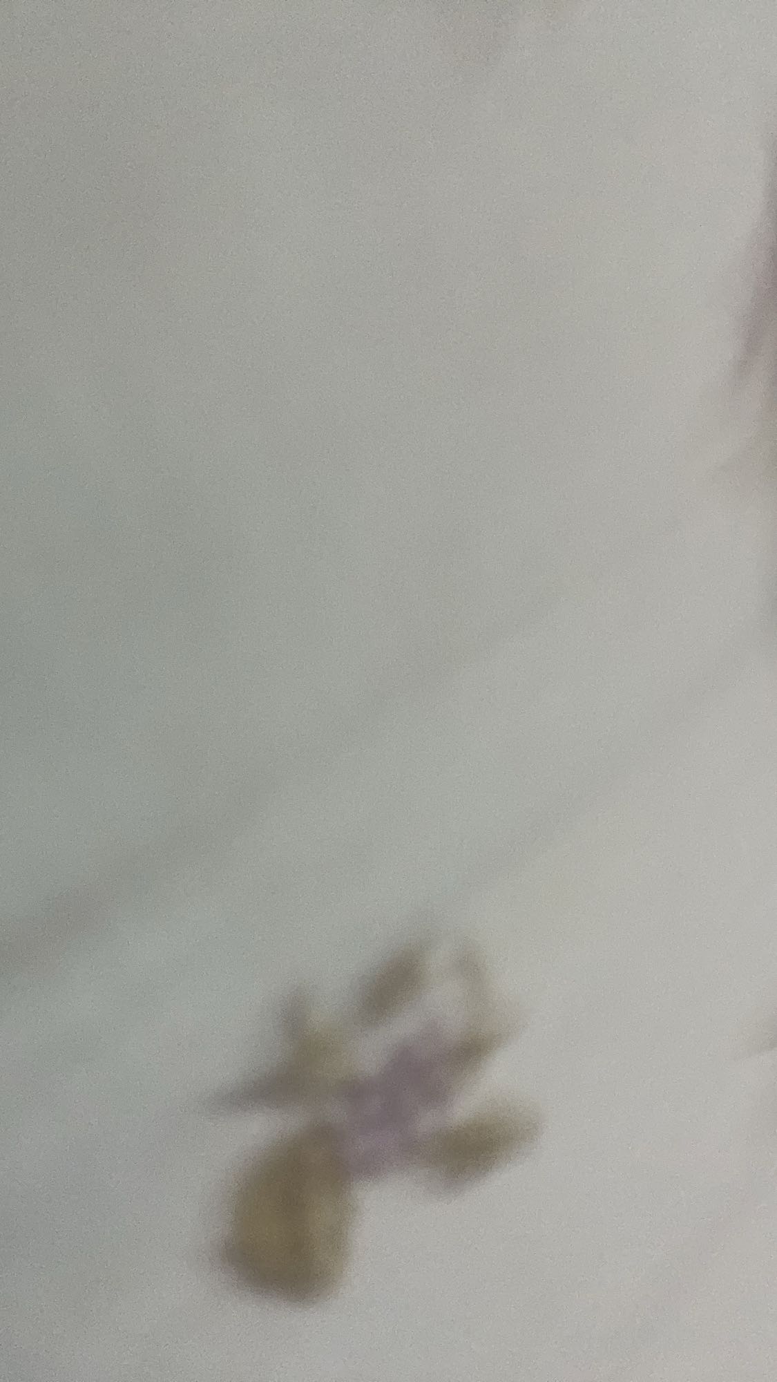 неопределённое блюдо